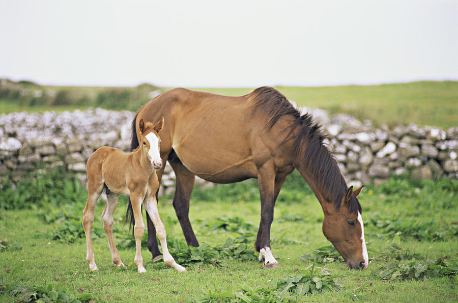 Horse And Foal Grazing In Field Photograph by Jenifer Harrington