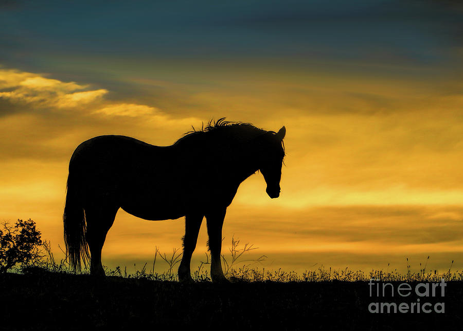 Horse and Golden Sunrise Photograph by Stephanie Laird