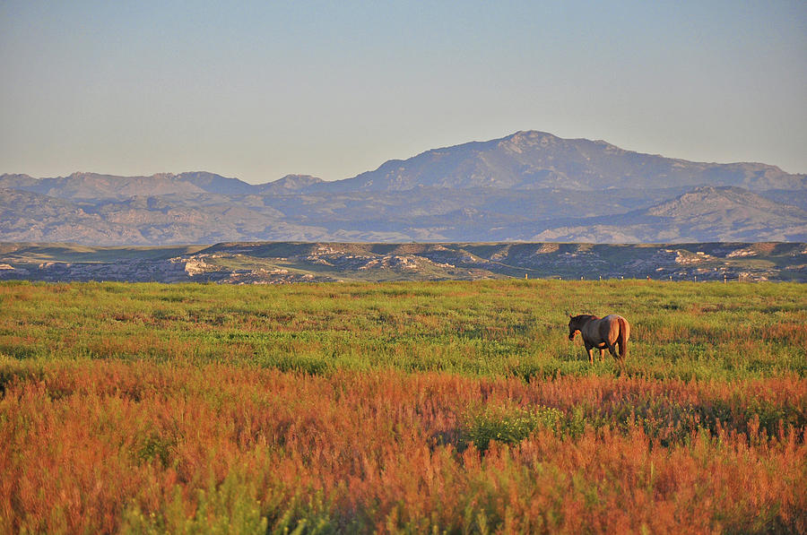 Horse and Laramie Peak Photograph by Chance Kafka