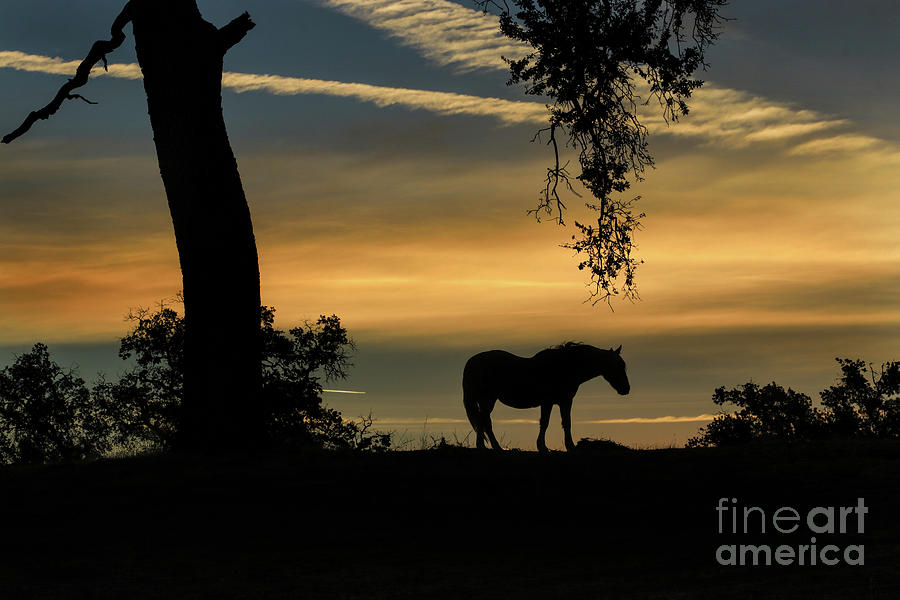Horse and Oak Tree and Sunrise Photograph by Stephanie Laird