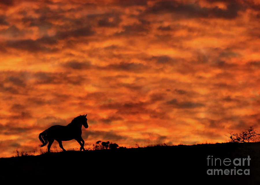 Horse and Red Clouds at Sunset Photograph by Stephanie Laird