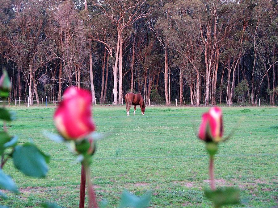 Horse and Roses Photograph by Joan Stratton