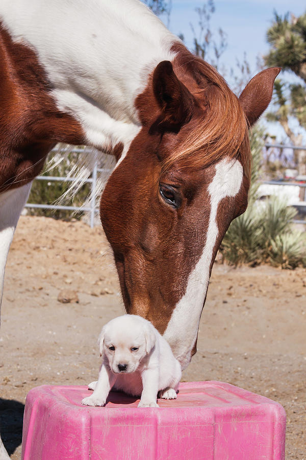 are labradors good with horses