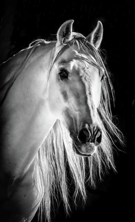 Horse Art BW VII Photograph by Athena Mckinzie