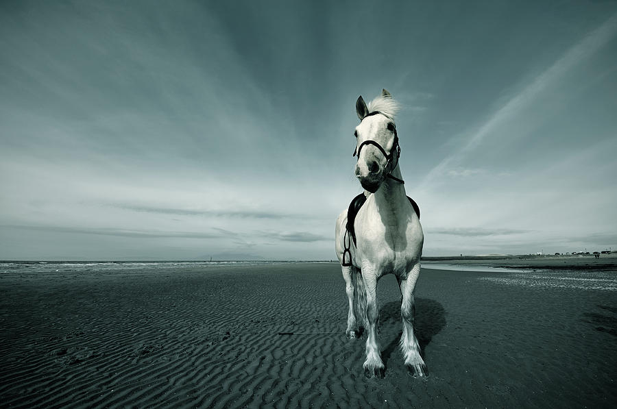 Horse At Irvine Beach Photograph by Mikeimages