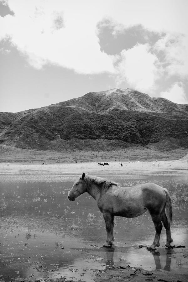 Black And White Photograph - Horse At Lake Kyushu, Japan by Terje Langeland