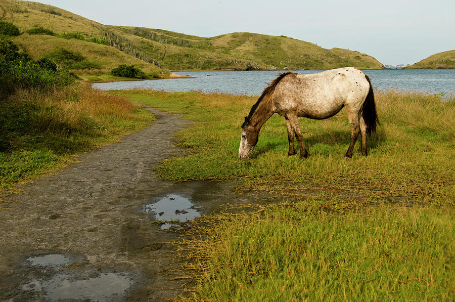Horse At The Lake Photograph by Ze Martinusso