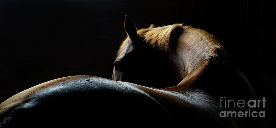 Horse Back And Mane Photograph by Thomas Shanahan