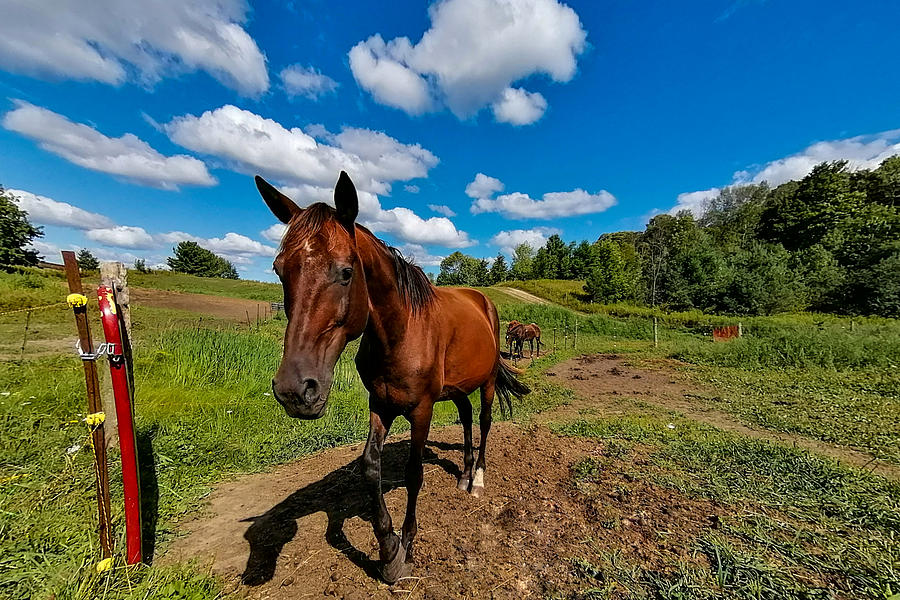 Horse Back Riding Photograph by Carrie Armstrong