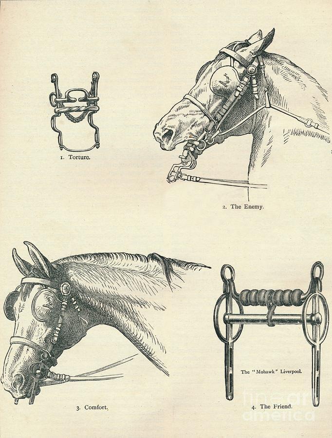 Horse Bits, Good And Bad, C1909 C1910 Drawing by Print Collector