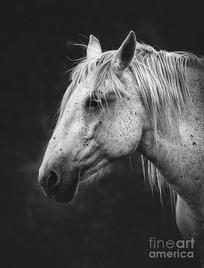 black and white horse picture