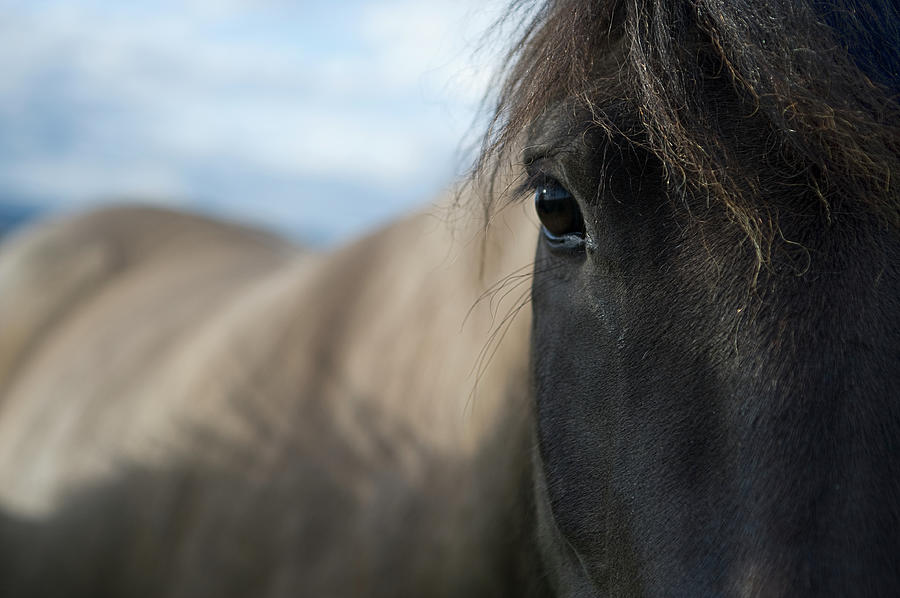 Horse - Bokeh Photograph by Aevarg
