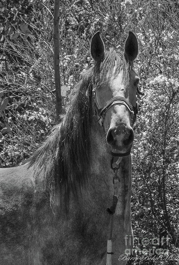 Horse  BW Photograph by Barry Bohn