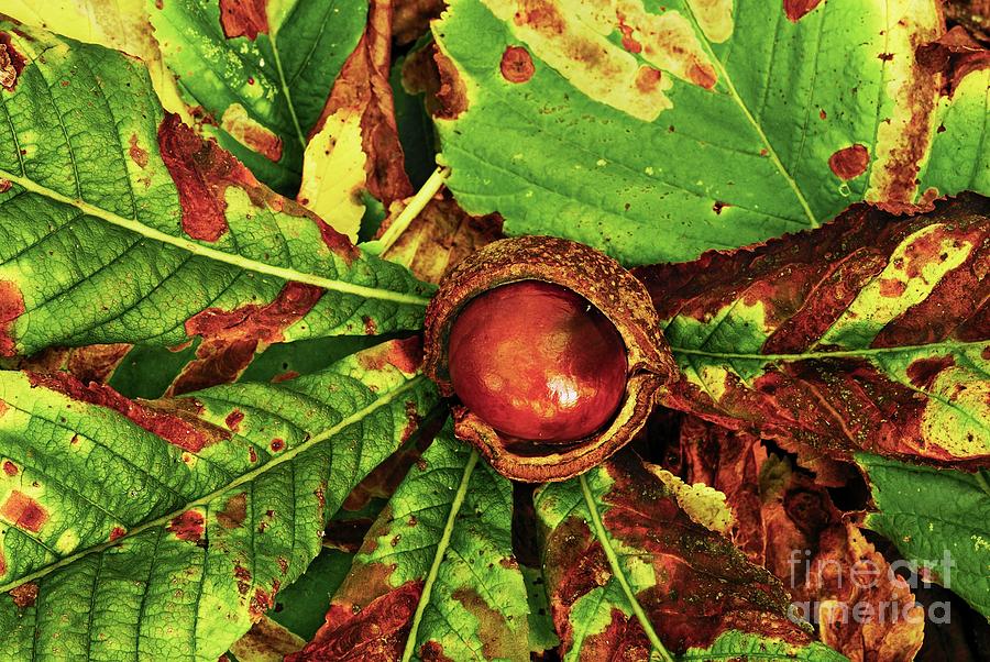 Horse Chestnut (aesculus Hippocastanum) Photograph by Colin Varndell/science Photo Library