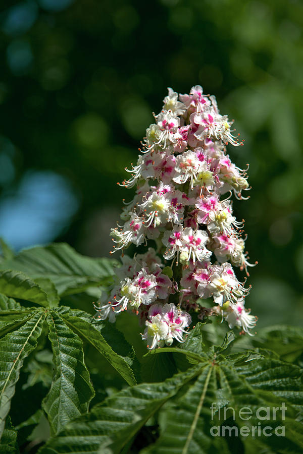 Spring Photograph - Horse Chestnut (aesculus Hippocastanum) by Dr Keith Wheeler/science Photo Library