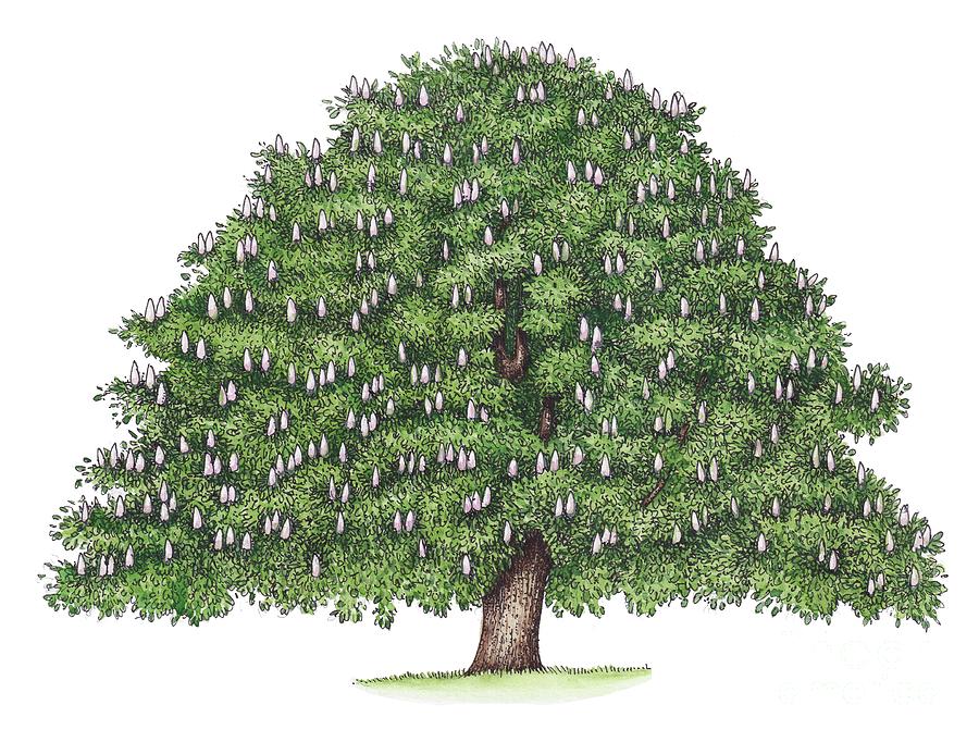 Horse Chestnut (aesculus Hippocastanum) Tree Photograph by Lizzie Harper/science Photo Library