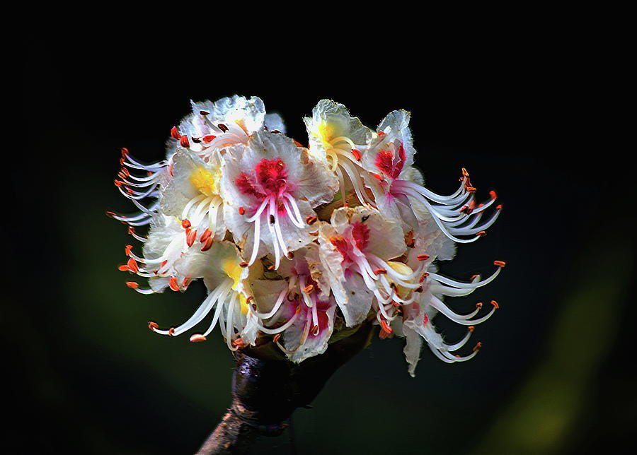 Horse Chestnut Blossom Photograph by Jeff Townsend