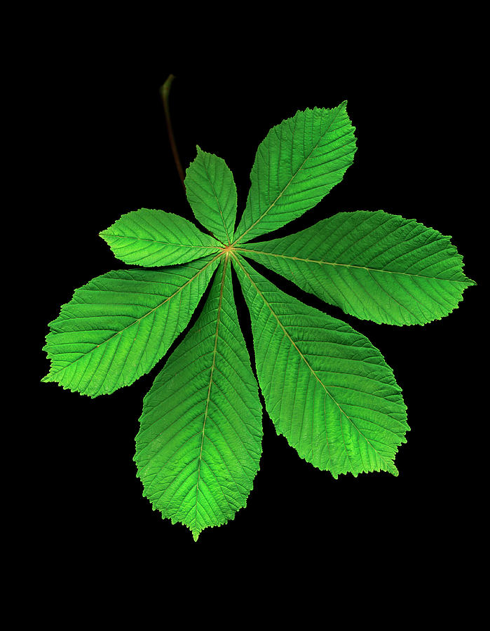 Horse Chestnut Leaf Against Black Photograph by Mike Hill