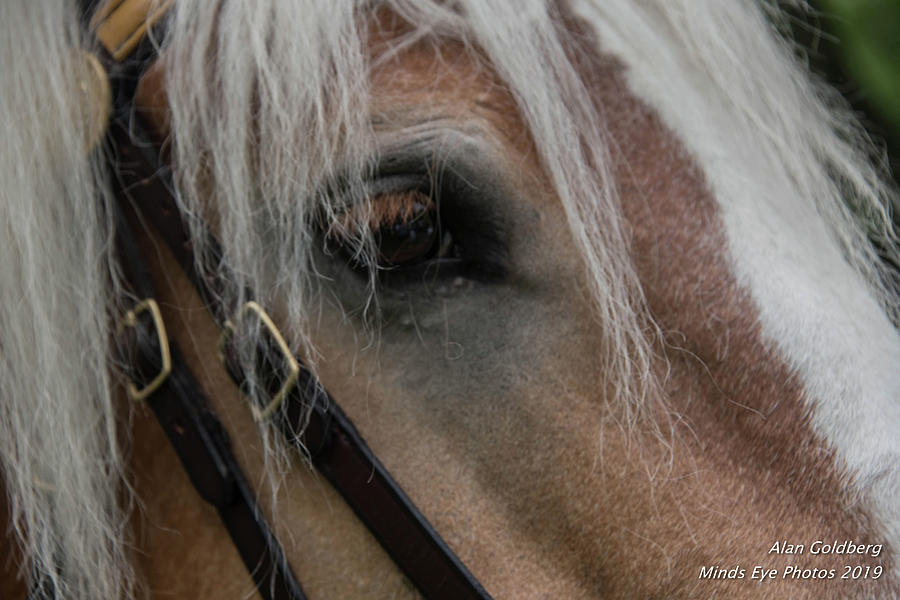 Horse close up Photograph by Alan Goldberg
