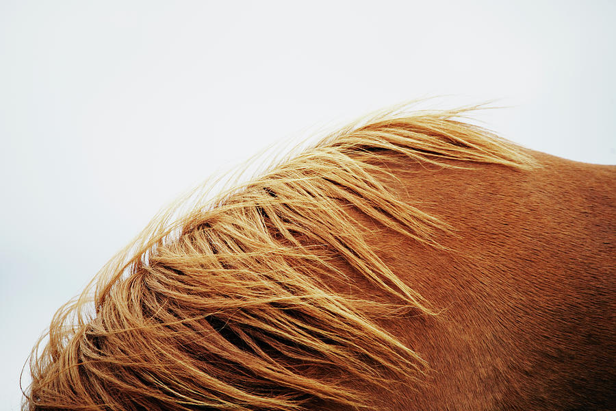 Horse, Close-up Photograph by Markus Renner