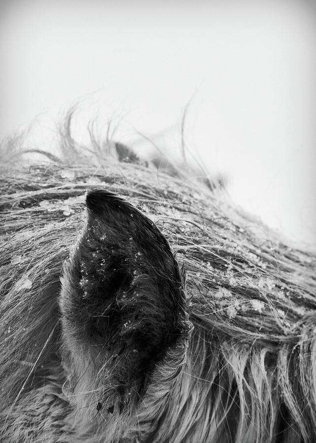 Horse, Close-up Of Ear And Mane Photograph by Vilhjalmur Ingi Vilhjalmsson
