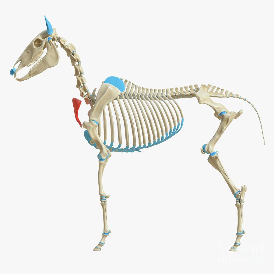 Скелет лошади модель