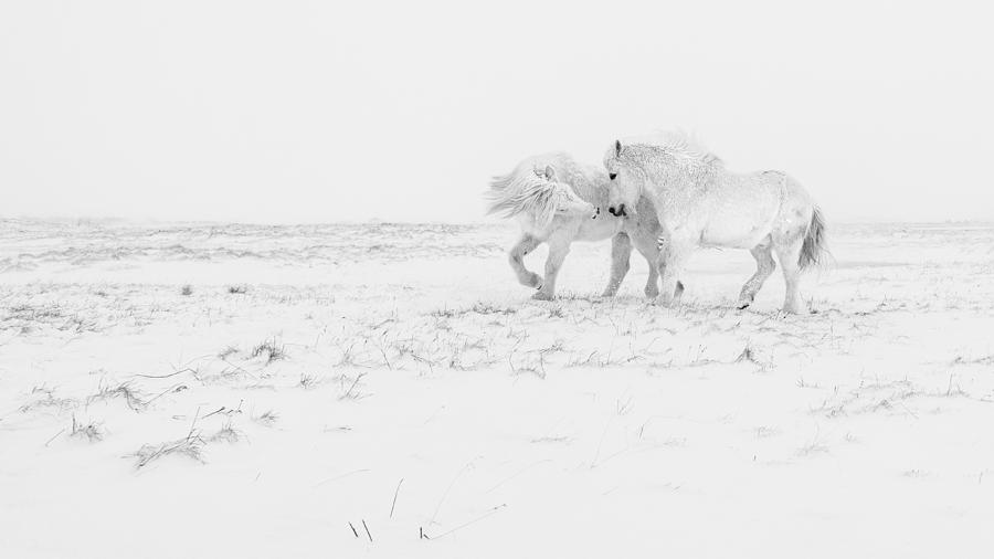 Winter Photograph - Horse Dance by Haim Rosenfeld