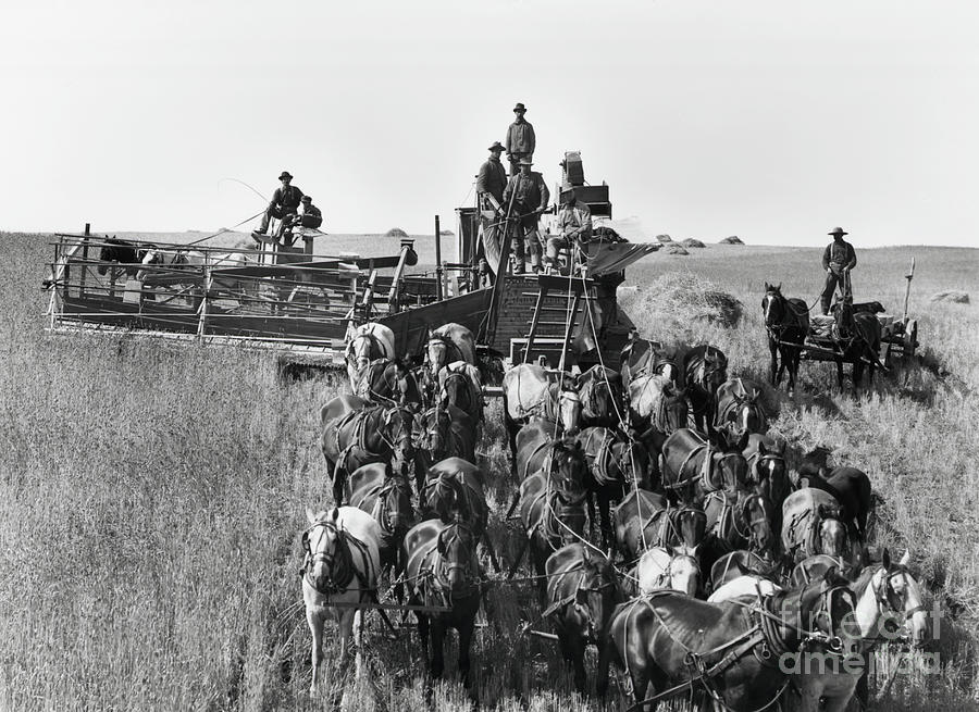 Horse-drawn Harvestor 30 Horses, Wheat Photograph by Bettmann