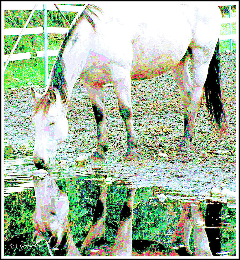 Horse Drinking from Puddle by A Gurmankin Horse Drinking from Puddle by A Gurmankin