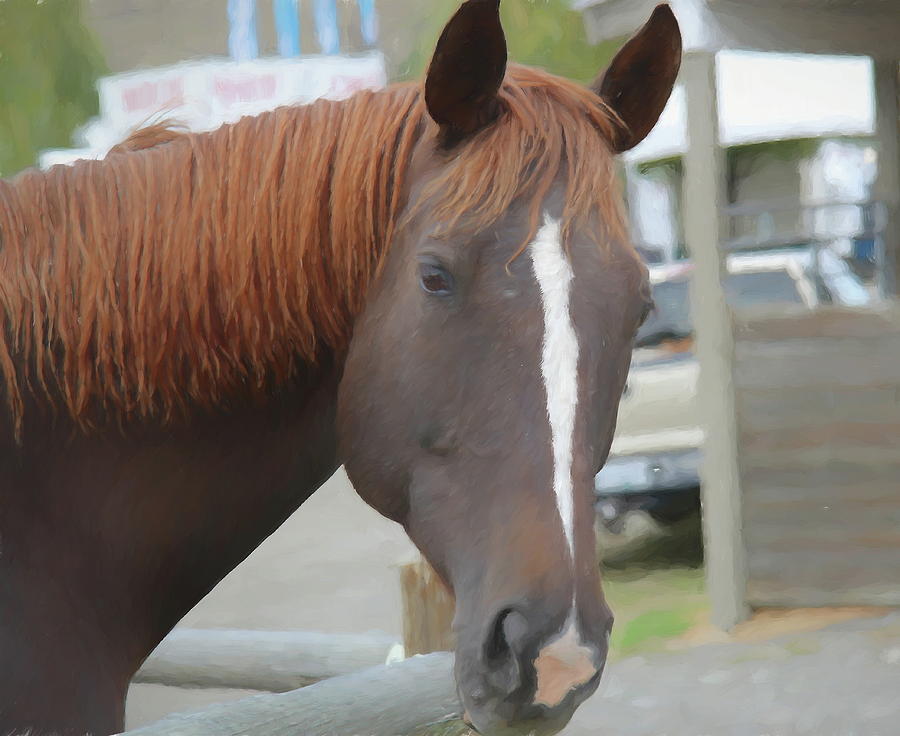 Horse Dude by Kathy Bassett Horse Dude by Kathy Bassett