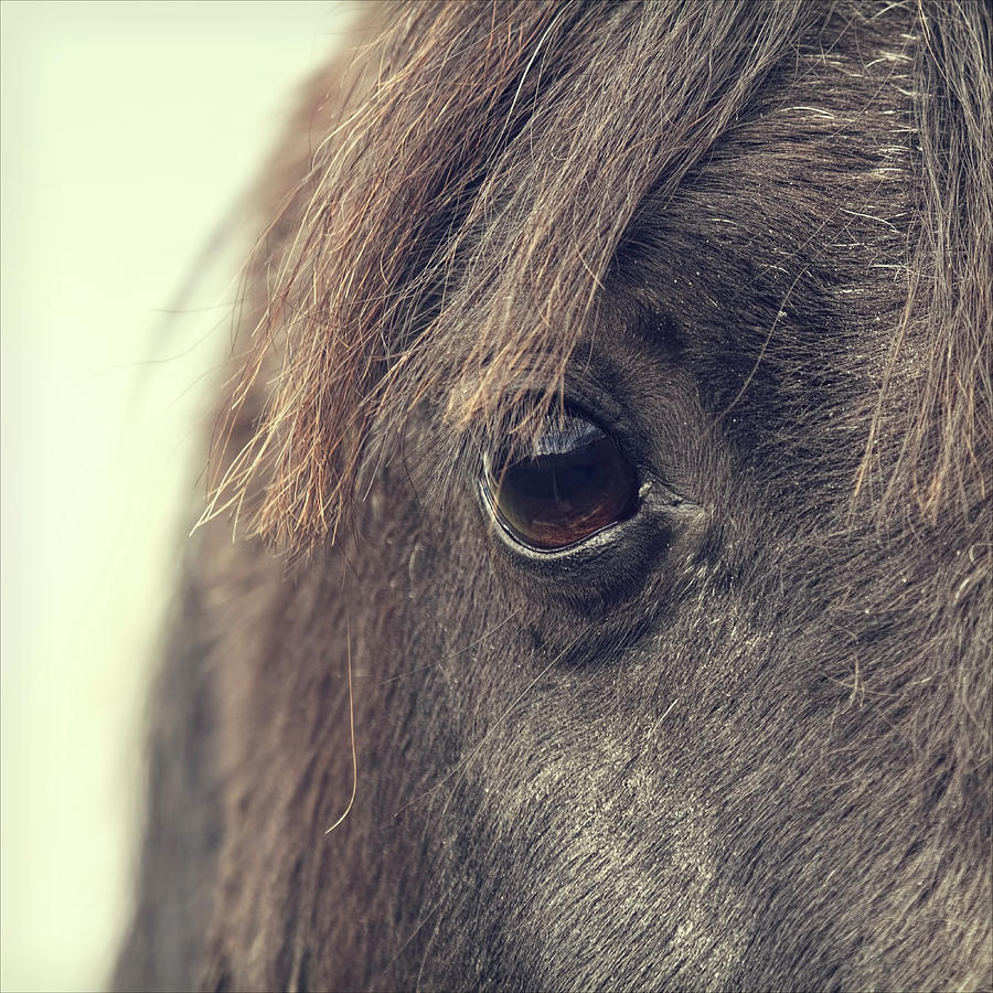 Horse Eye Photograph by Blackcatphotos