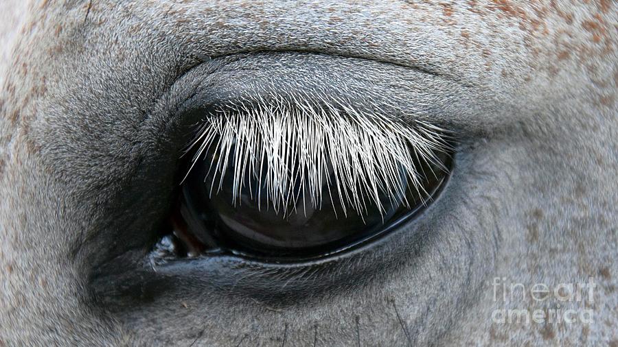 Horse Eye Close Up Ultra HD Photograph by Hi Res