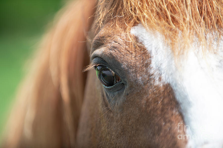 Horse Eye - Farm Country Photograph