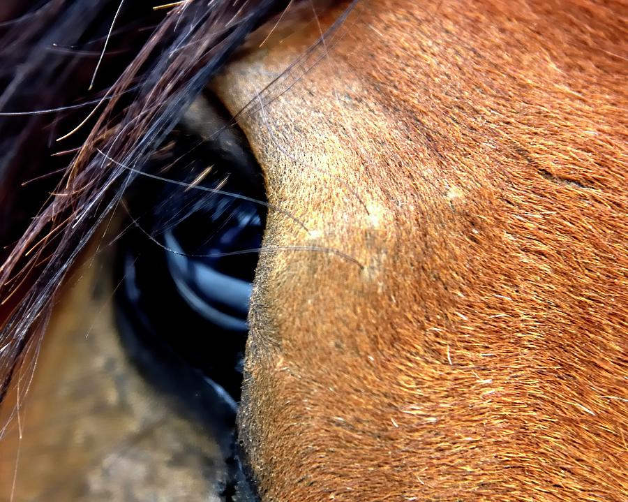 Horse Eye Mane by Jerry Sodorff Horse Eye Mane by Jerry Sodorff