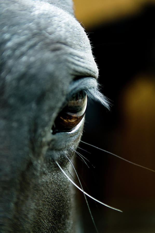 Horse Eye Photograph by Pixalot