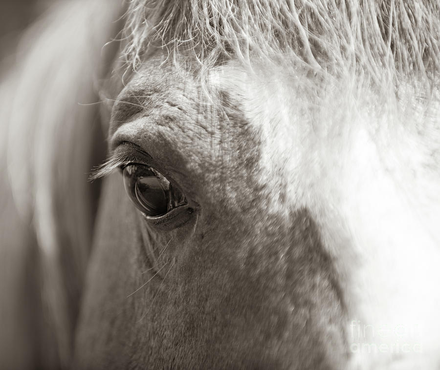 Horse Eye - Sepia Photograph by Dale Powell