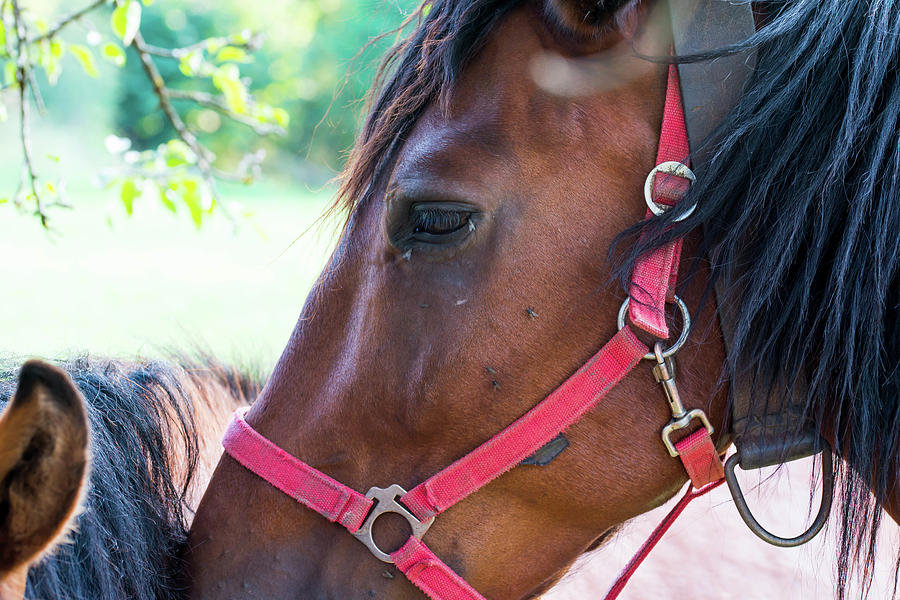 Horse eye with many common flies Photograph by Benedek Alpar - Fine Art ...