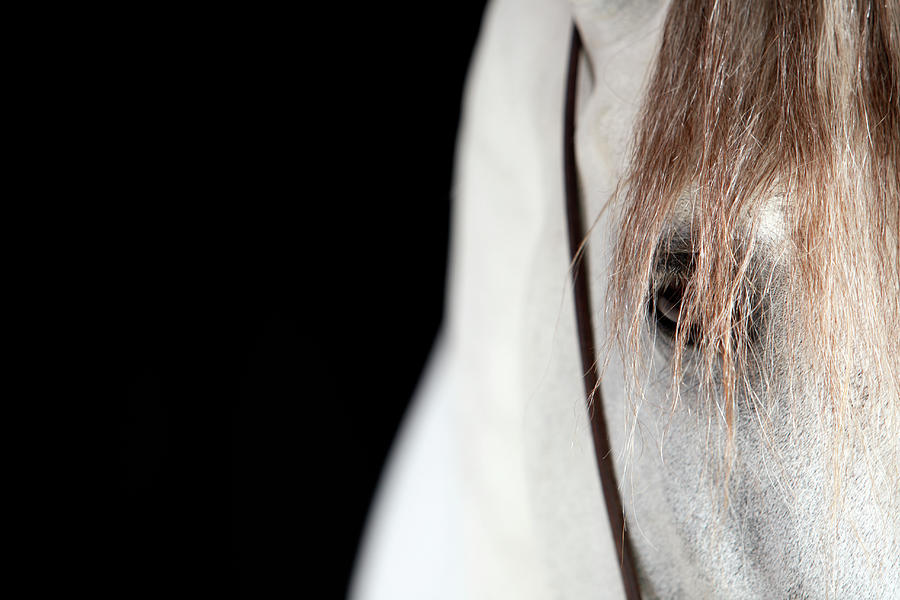 Horse Face Close-up Photograph by Monica Rodriguez