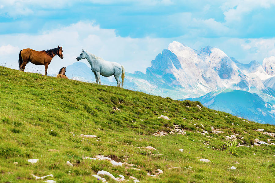 Horse Family On The Schlern, Italy Digital Art by Helge Bias