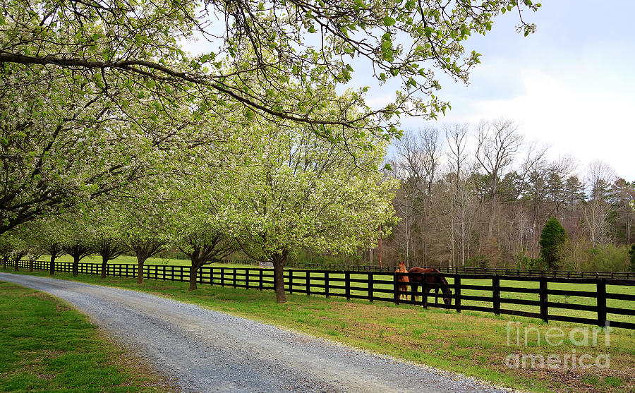 Horse Farm in the Country Photograph by Jill Lang