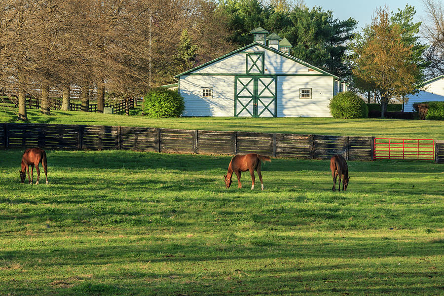 Horse Farm Landscape Photograph by Galloimages Online - Pixels