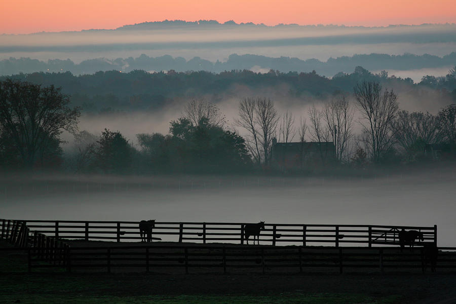 Horse Photograph - Horse Farm Rose Dawn by Robert Goldwitz