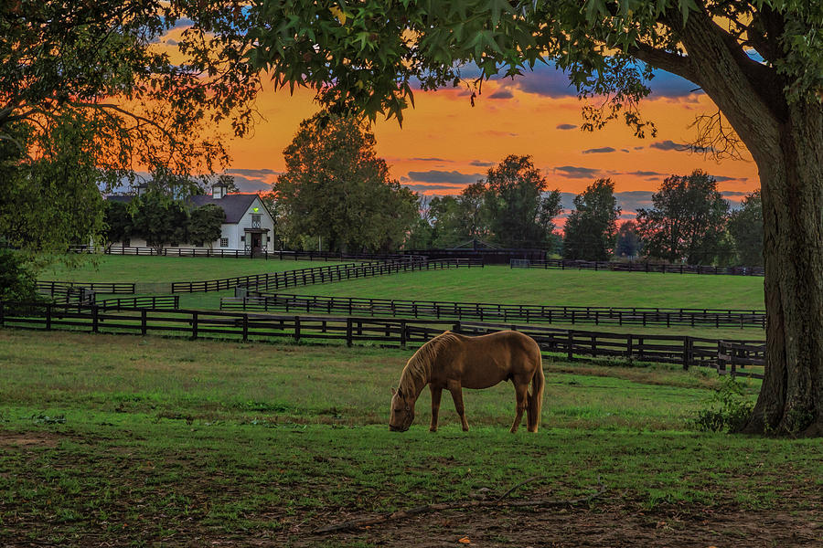 Horse Photograph - Horse Farm Sunset by Galloimages Online