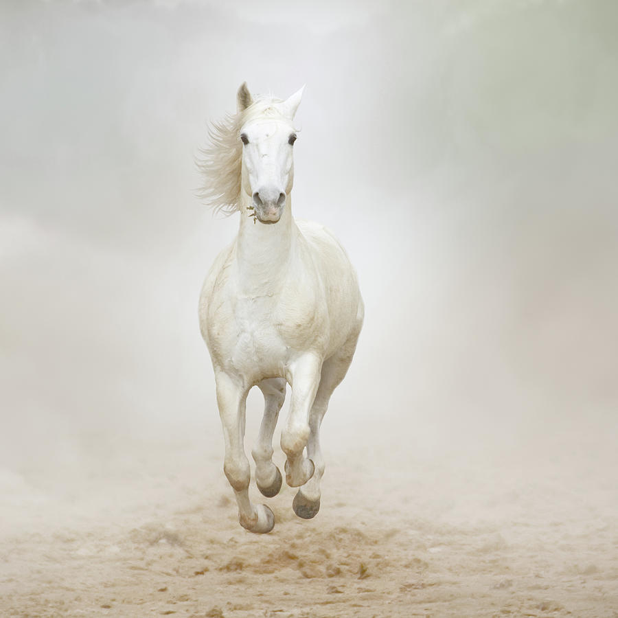 Horse Galloping Photograph by Christiana Stawski