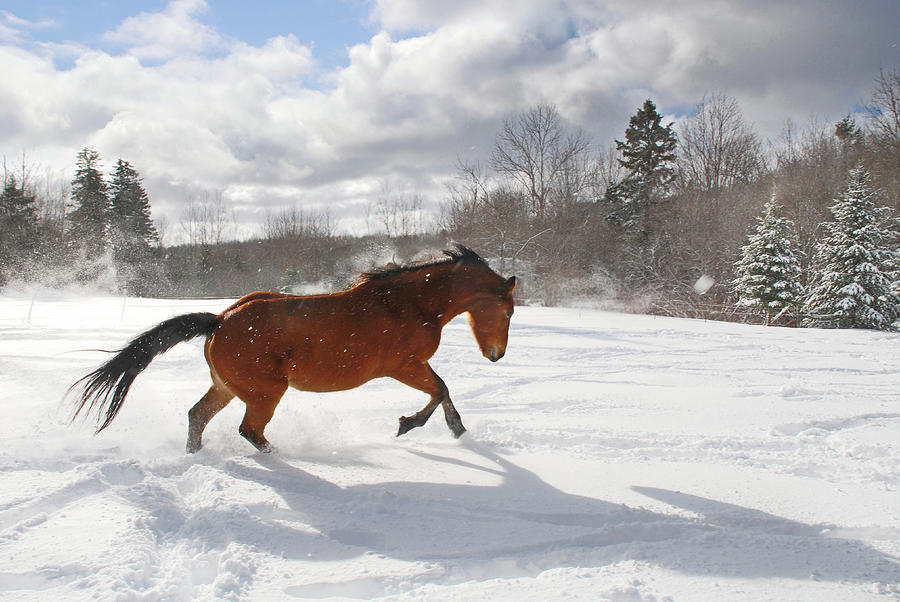 Horse Galloping In Deep Snow With Sun Photograph by Anne Louise Macdonald Of Hug A Horse Farm