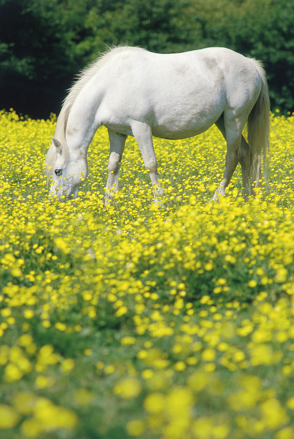 Horse Grazing In Field by Simon Wilkinson