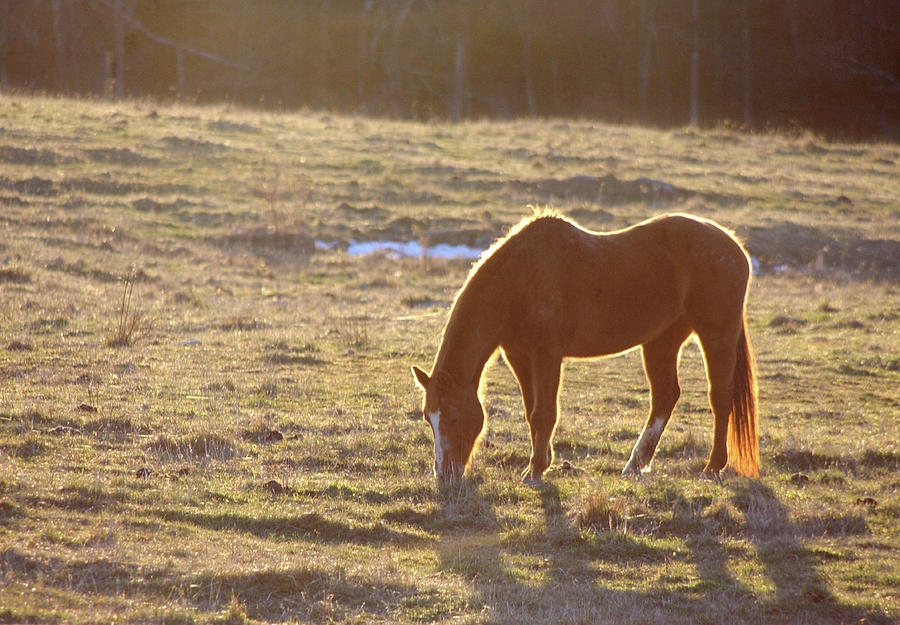 Horse Grazing In Glowing Sunset Light Photograph by Photography By Jessie Reeder