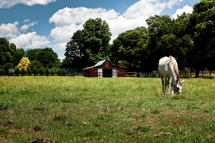 Horse Grazing In Pastures With Barn In Photograph by Jacques Marais