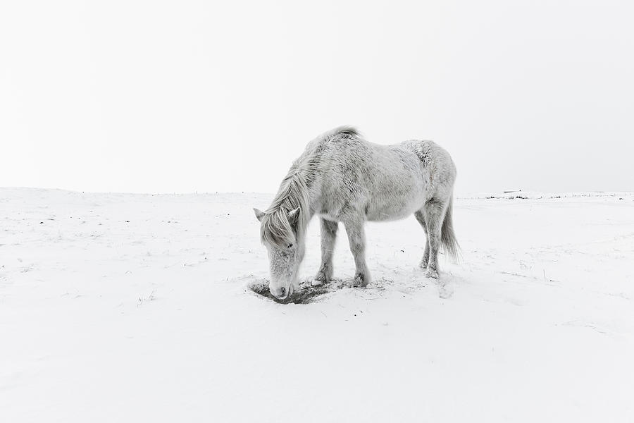 Horse Photograph - Horse Grazing In Snow by Ingólfur Bjargmundsson