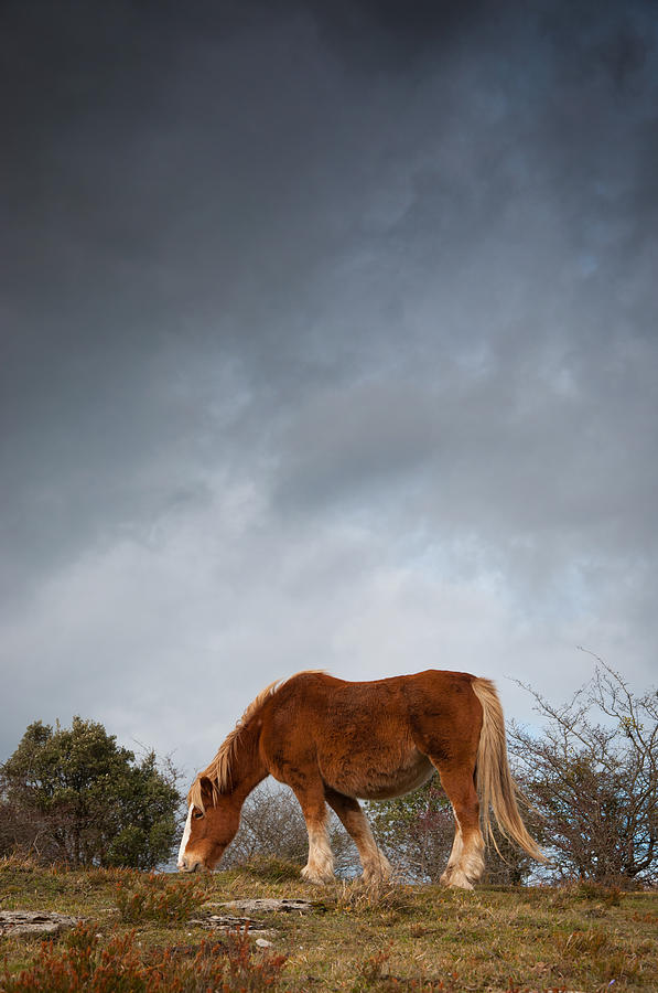 Horse Grazing On Route Photograph by Eneko Garcia Ureta - Fotografía